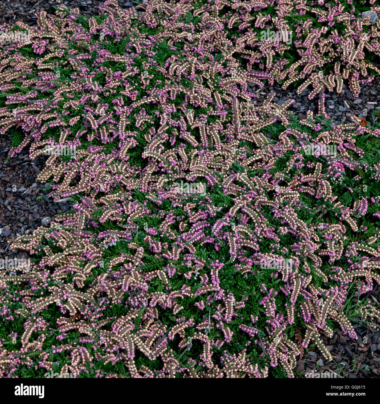 Calluna vulgaris - `Mrs. Ronald Gray' (Aug/Oct)   CAL042155 Stock Photo